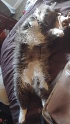 Lost Female Cat last seen Near granvil drive Louisville ky 40218, Louisville, KY 40218