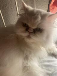 Lost Male Cat last seen De keovend park, Centennial, CO 80121