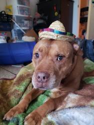 Lost Female Dog last seen Robinson clemmer and Briarwood, Dallas, NC 28034