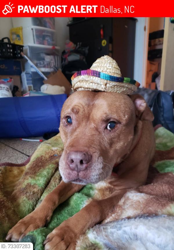 Lost Female Dog last seen Robinson clemmer and Briarwood, Dallas, NC 28034