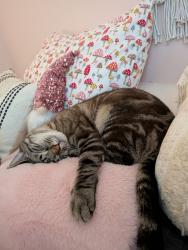 Reunited Male Cat last seen Whitehall Drive and Sandy Plains Rd., Marietta, GA 30066