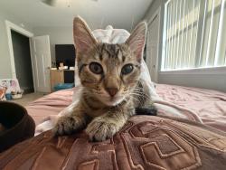 Lost Male Cat last seen near my home, Fort Hood, TX 76544