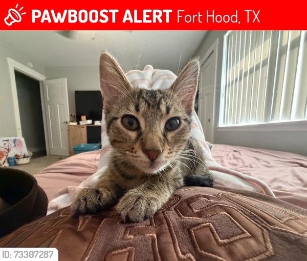 Lost Male Cat last seen near my home, Fort Hood, TX 76544