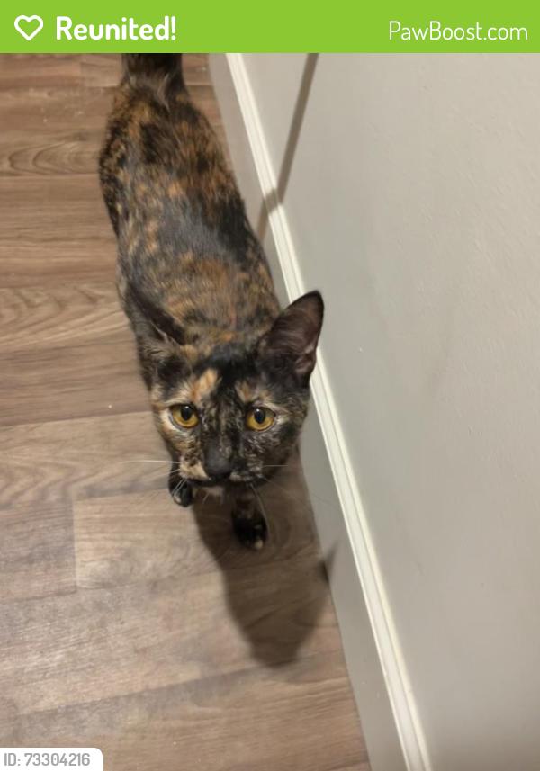 Reunited Female Cat last seen Near N Greensboro St, Carrboro, NC 27510, USA, Carrboro, NC 27510