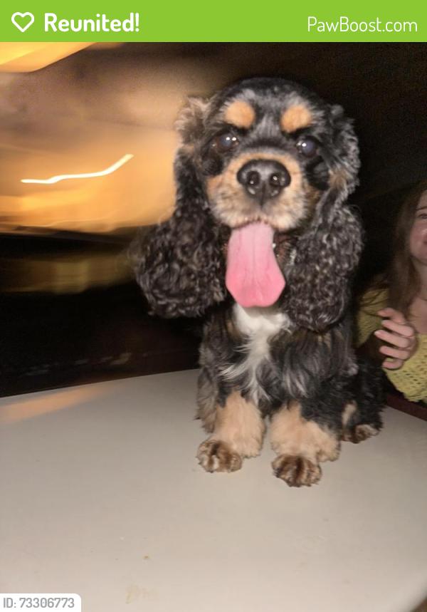 Reunited Male Dog last seen Hypoluxo and Federal/Dixie HWY, Hypoluxo, FL 33462