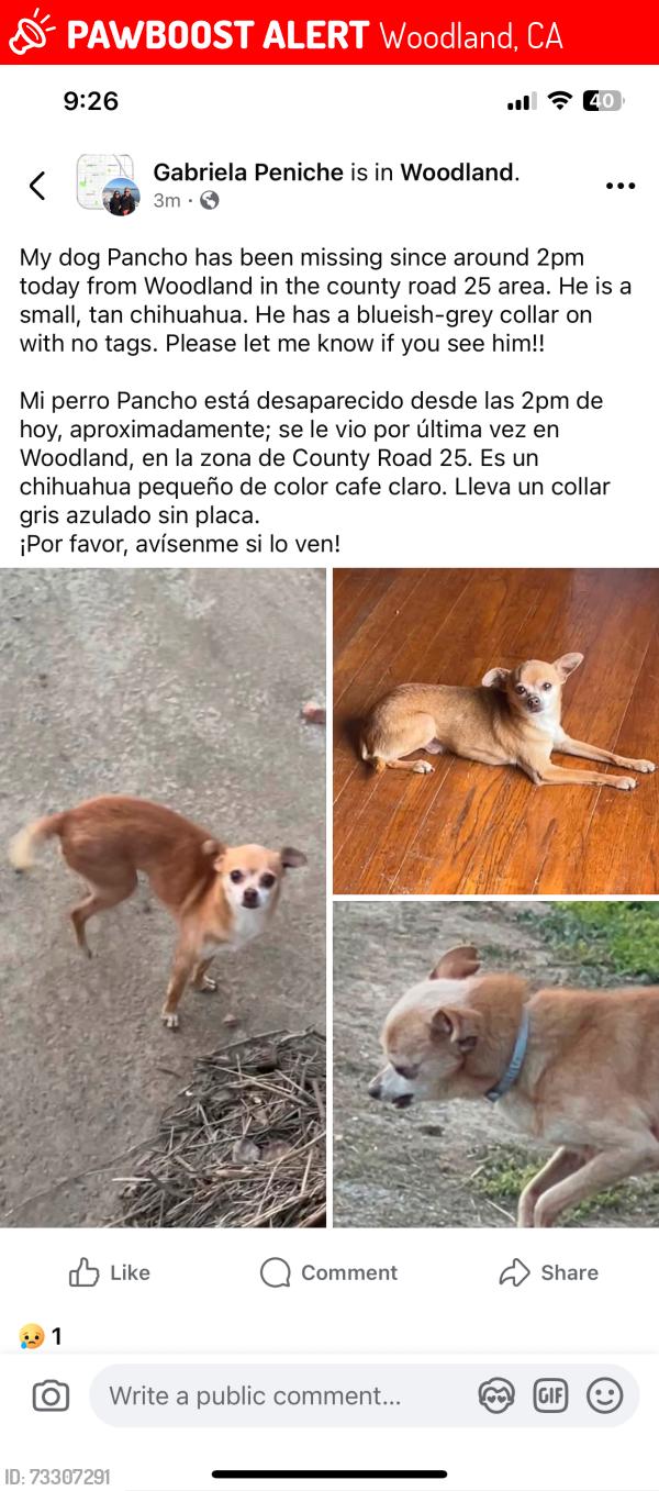 Lost Male Dog last seen Rd 25, Woodland, CA 95695