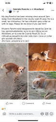 Lost Male Dog last seen Rd 25, Woodland, CA 95695