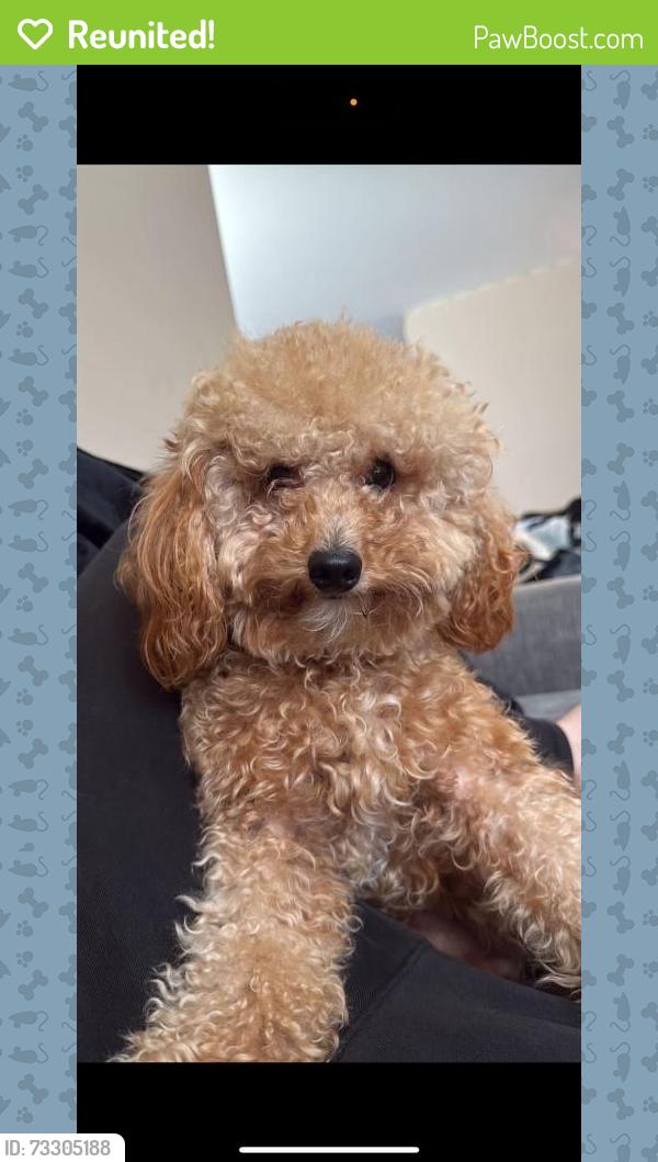 Reunited Male Dog last seen Near Mid Allen Rd, Hendersonville, NC 28792, USA, Hendersonville, NC 28792