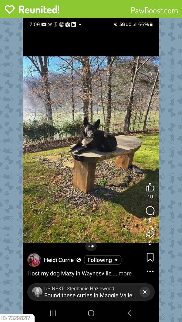 Reunited Female Dog last seen Chaos and caffeine, Maggie Valley, NC 28751