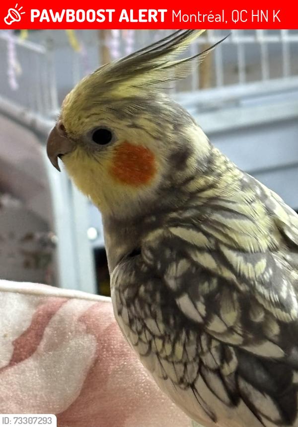 Lost Male Bird last seen Juliette, Montréal, QC H8N 1K6