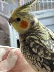 Lost Male Bird last seen Juliette, Montréal, QC H8N 1K6