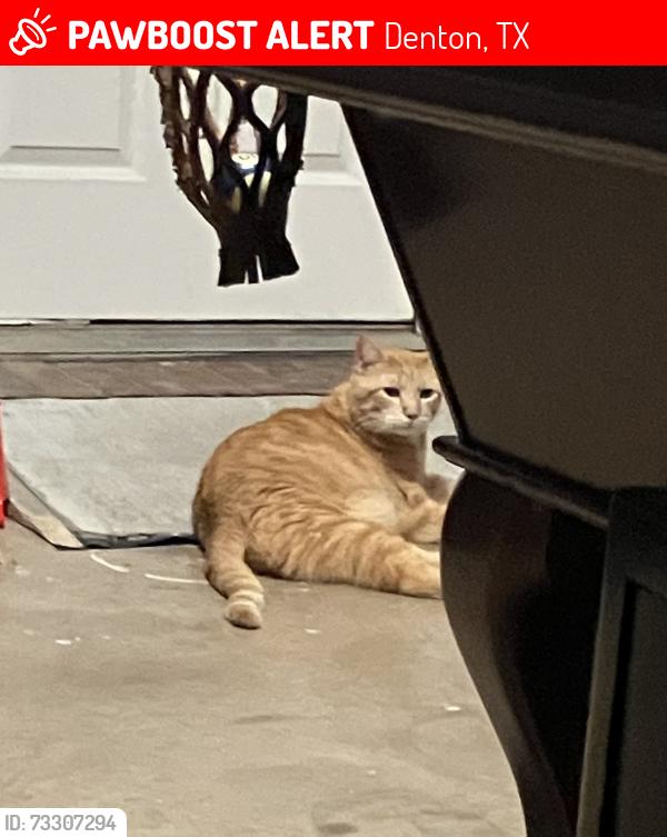 Lost Male Cat last seen Mayhill and Prominence, Denton, TX 76208