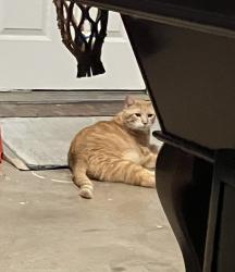 Lost Male Cat last seen Mayhill and Prominence, Denton, TX 76208