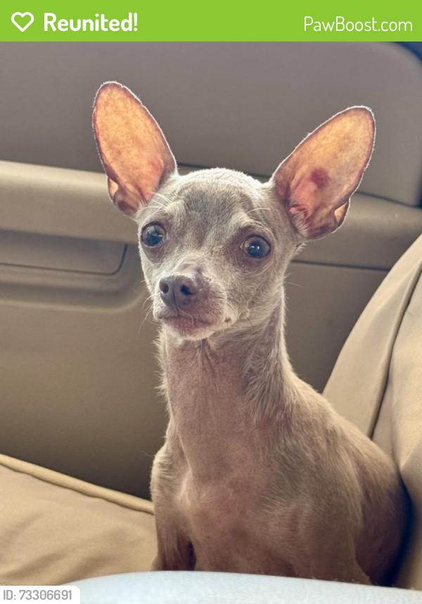 Reunited Female Dog last seen Norsis Drive and Tomaino Way, Green Tree, PA 15220