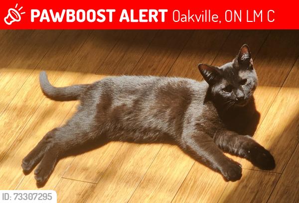 Lost Male Cat last seen Near Dundas West & Proudfoot in Oakville, Oakville, ON L6M 4C3