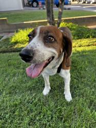 Reunited Female Dog last seen Alondra & Studebaker, Norwalk, CA 90650