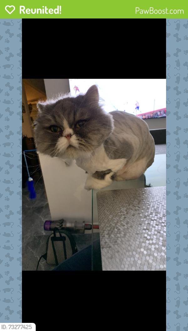 Reunited Female Cat last seen Ave du Terroir, chemin de fer (train), Terrebonne, QC J6W 0A8