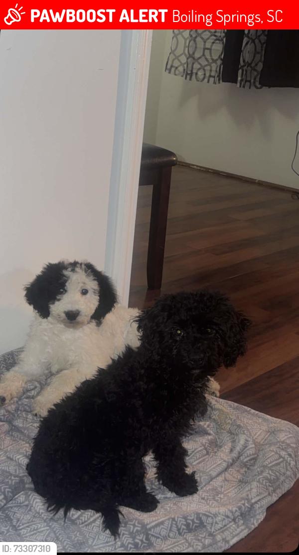 Lost Male Dog last seen Inglés hendersonville, Boiling Springs, SC 29316