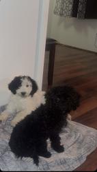 Lost Male Dog last seen Inglés hendersonville, Boiling Springs, SC 29316