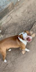 Reunited Male Dog last seen lake worth high school, Fort Worth, TX 76135