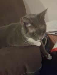 Reunited Female Cat last seen Near academy street, Amsterdam, NY 12010