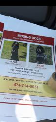 Reunited Female Dog last seen Dogwood Farms Dr, Georgia 30034, USA, DeKalb County, GA 30034
