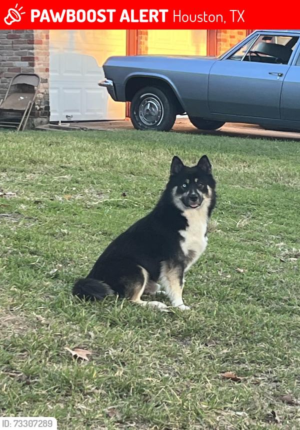 Lost Male Dog last seen Post oak, Houston, TX 77045