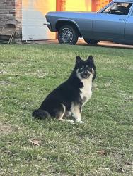 Lost Male Dog last seen Post oak, Houston, TX 77045