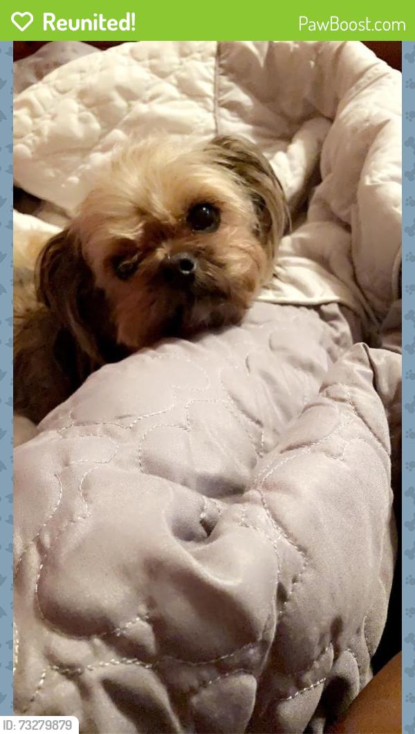 Reunited Male Dog last seen Temple rd, Ladson sc, Ladson, SC 29456