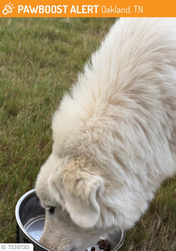 Found/Stray Unknown Dog last seen Penance Gym, Oakland, TN 38060