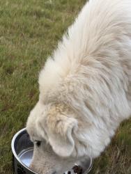 Found/Stray Unknown Dog last seen Penance Gym, Oakland, TN 38060