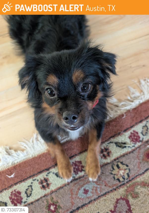 Found/Stray Male Dog last seen Near JBL Highschool, Austin, TX 78724