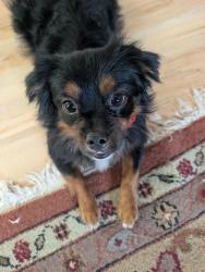 Found/Stray Male Dog last seen Near JBL Highschool, Austin, TX 78724