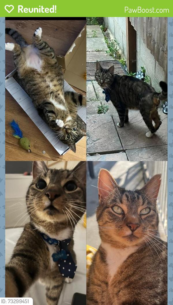 Reunited Male Cat last seen Lakehall road, Greater London, England 