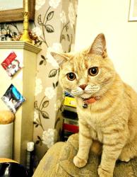 Reunited Female Cat last seen Pembroke avenue, Tyne and Wear, England SR3 2DQ