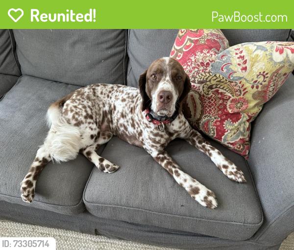 Reunited Female Dog last seen Lindbergh drive and brookwood, Atlanta, GA 30305