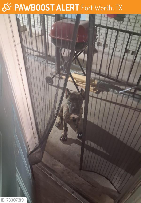 Found/Stray Female Dog last seen Ridgmar Blvd, Fort Worth, TX 76116