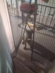 Found/Stray Female Dog last seen Ridgmar Blvd, Fort Worth, TX 76116