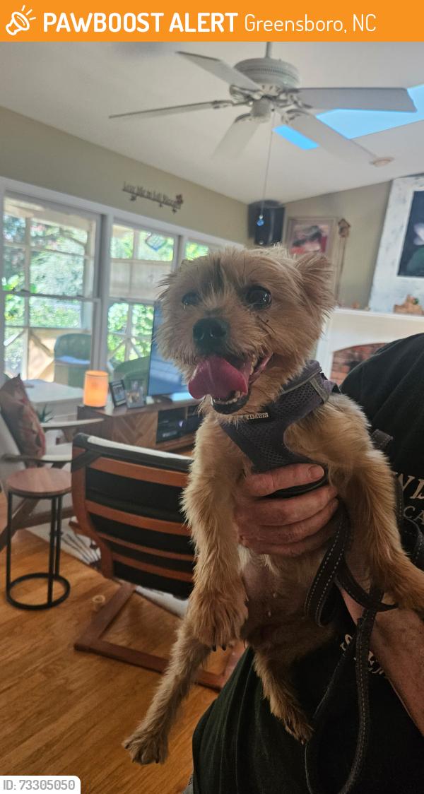 Found/Stray Female Dog last seen Sedgefield lakes greensboro, Greensboro, NC 27407