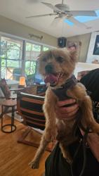 Found/Stray Female Dog last seen Sedgefield lakes greensboro, Greensboro, NC 27407