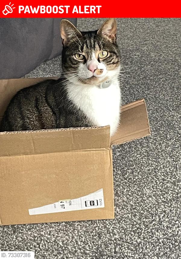 Lost Female Cat last seen Newclose Haselbury Plucknett Crewkerne Somerset, Haselbury Plucknett, England 