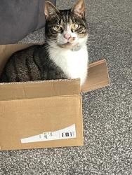 Lost Female Cat last seen Newclose Haselbury Plucknett Crewkerne Somerset, Haselbury Plucknett, England 
