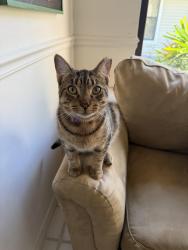 Lost Male Cat last seen The shores, lake bend dr, Jupiter, FL 33458