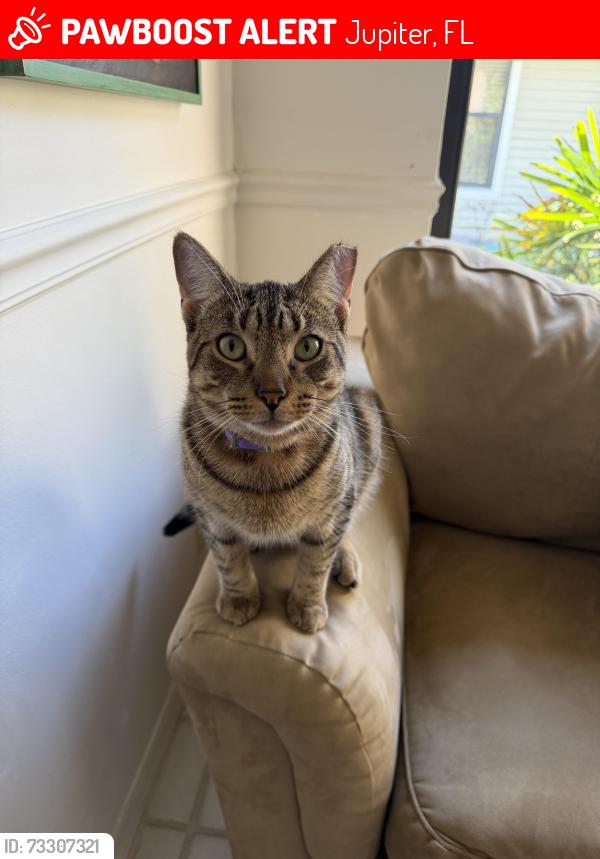 Lost Male Cat last seen The shores, lake bend dr, Jupiter, FL 33458