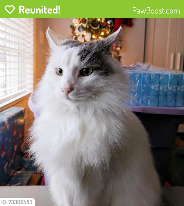 Reunited Male Cat last seen Eddleman Road & S Cannon Blvd, Kannapolis, NC, Kannapolis, NC 28083