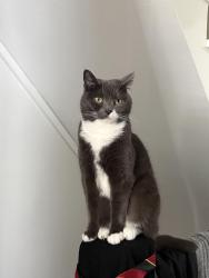 Reunited Female Cat last seen Colindale McDonald’s, Greater London, England NW9 6BP