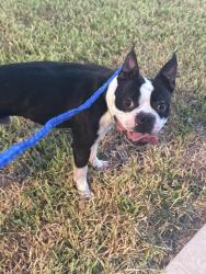 Reunited Male Dog last seen Timber trails neighborhood, Tomball, TX 77375