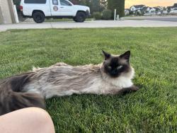 Reunited Female Cat last seen King Benjamin’s Court, West Jordan, UT 84088