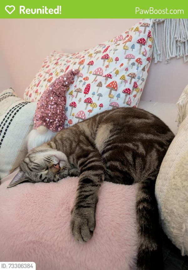 Reunited Male Cat last seen Whitehall Drive and Sandy Plains Rd., Marietta, GA 30066