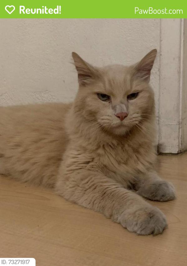 Reunited Male Cat last seen Bayleaf Court and Whitethorne Drive, San Jose, CA 95128
